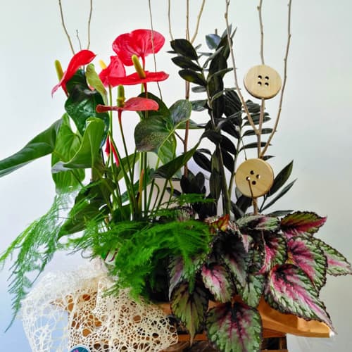 Centros plantas
